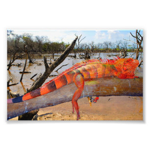 Orange and black lizard in Margarita Photo Print