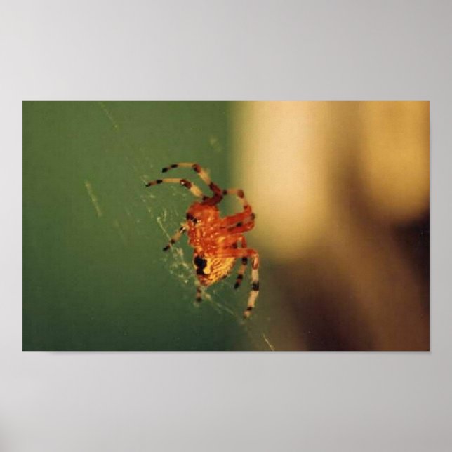 Orange and Black Spider Poster (Front)