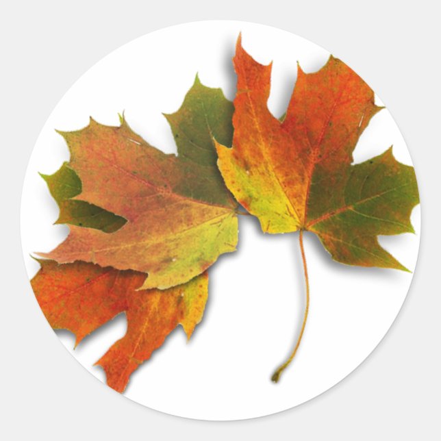 Orange And Golden  Autumn Leaves Classic Round Sticker (Front)