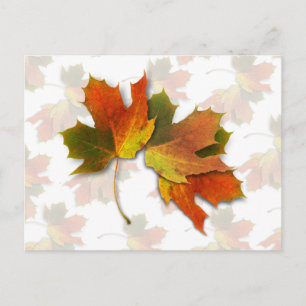 Orange And Golden Autumn Leaves Postcard