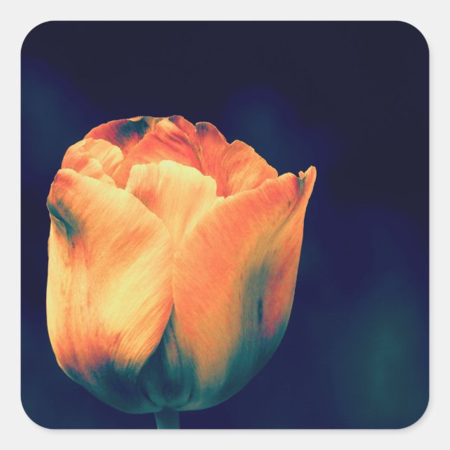 Orange and Green Tulips *Customize* Square Sticker (Front)