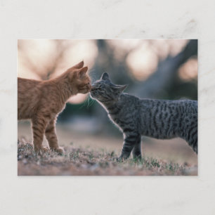 Orange and Grey Tabby Cats Touching Noses  Postcard