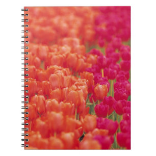 Orange and Pink Tulips Notebook
