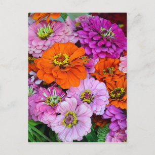 Orange and purple zinnia flowers postcard
