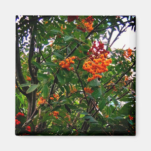 Orange and red berries magnet
