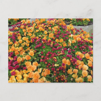 Orange and Red Flower Bed Postcard