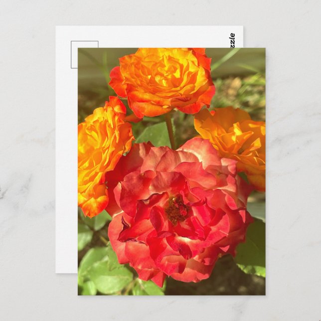 Orange And Red Flower Garden Postcard (Front/Back)