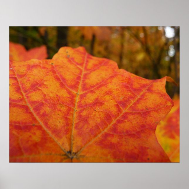 Orange and Red Maple Leaf Abstract Autumn Nature Poster (Front)