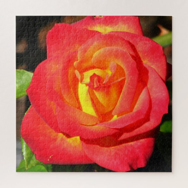 Orange and Red Rose Up Close Jigsaw Puzzle (Vertical)