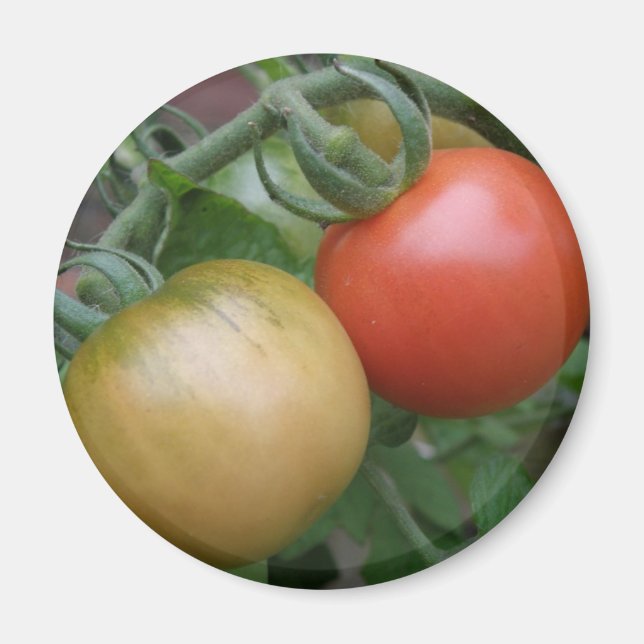 Orange and Red Tomatoes Magnet (Front)