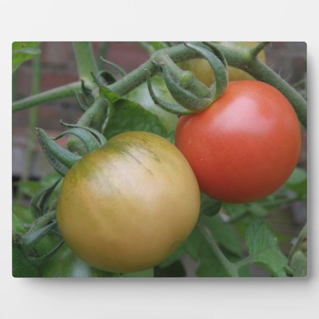Orange and Red Tomatoes Plaque (Front)