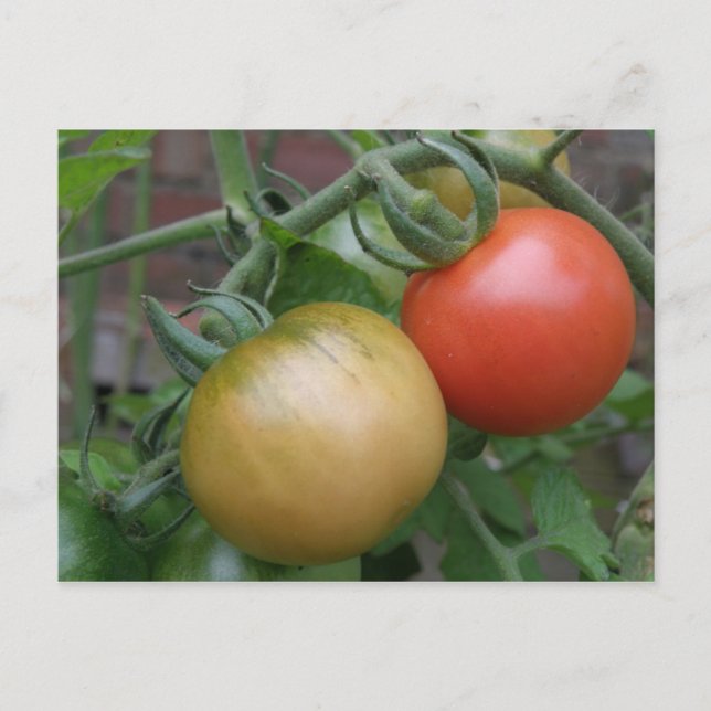 Orange and Red Tomatoes Postcard (Front)