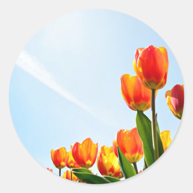 Orange and red tulips from below classic round sticker (Front)