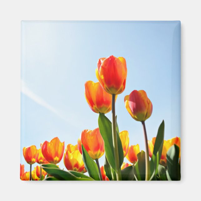Orange and red tulips from below magnet (Front)