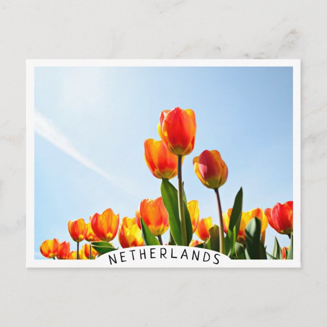 Orange and red tulips from below postcard (Front)