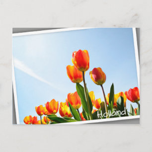 Orange and red tulips from below postcard