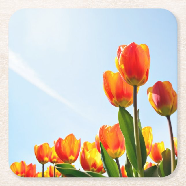 Orange and red tulips from below square paper coaster (Front)
