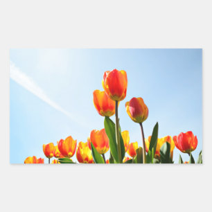 Orange and red tulips from below sticker