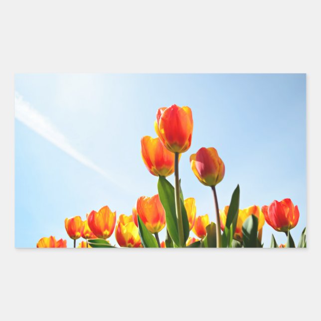 Orange and red tulips from below sticker (Front)