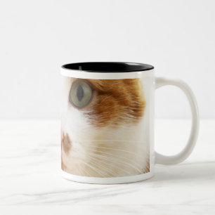 orange and white cat looking at camera Two-Tone coffee mug