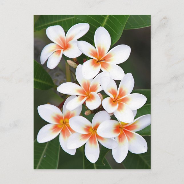 orange and white frangipani postcard (Front)