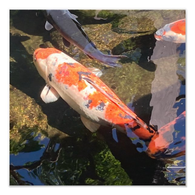Orange and White Koi Fish in San Diego Photo Print (Front)