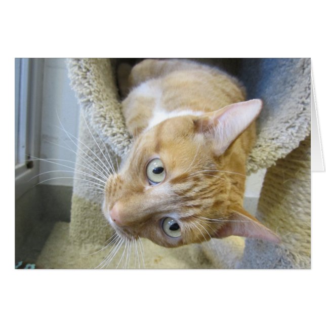 Orange and White Tabby Cat (Front Horizontal)