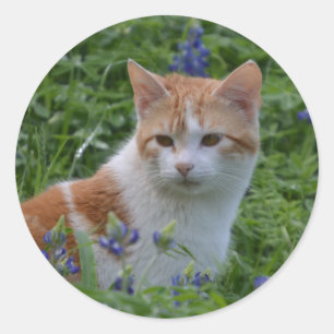 Orange and White Tabby Classic Round Sticker