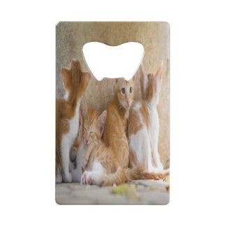 Orange and White Tabby Kitten/Add Your Pet's Photo Credit Card Bottle Opener
