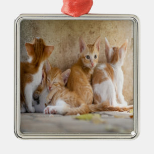 Orange and White Tabby Kitten/Add Your Pet's Photo Metal Ornament