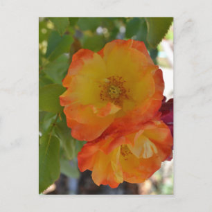 Orange and Yellow Autumn Roses Postcard