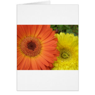 Orange and Yellow Crysanthemum