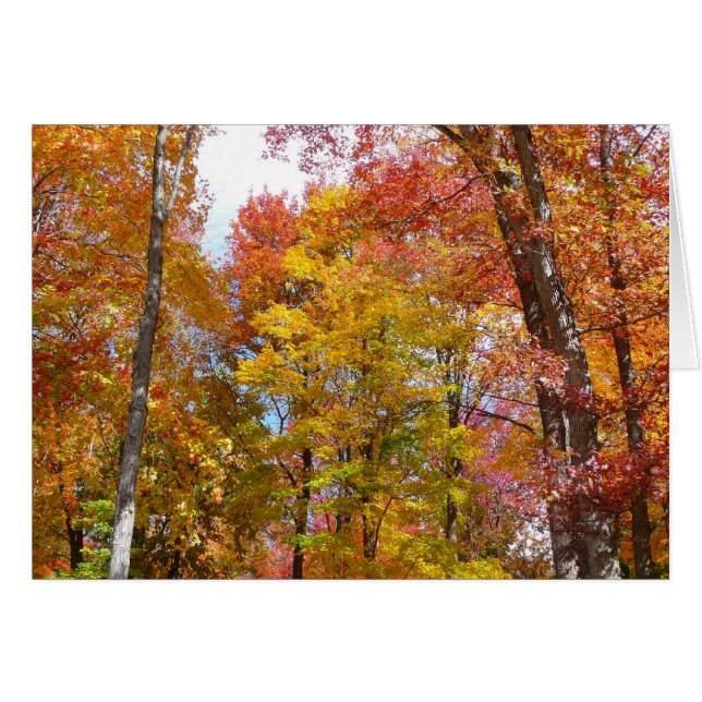 Orange and Yellow Fall Trees Autumn Photography (Front Horizontal)