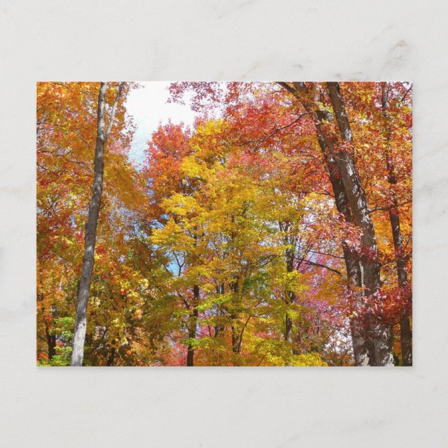 Orange and Yellow Fall Trees Autumn Photography Postcard (Front)