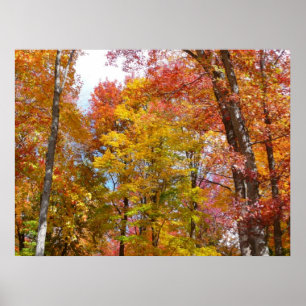 Orange and Yellow Fall Trees Autumn Photography Poster