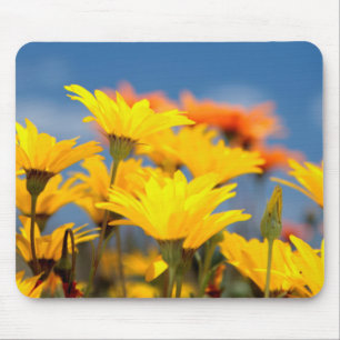 Orange And Yellow Namaqualand Daisies Mouse Pad