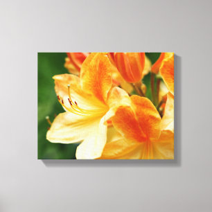 Orange and Yellow Rhododendron Flower Canvas Print