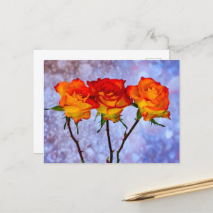 Orange and Yellow Roses in a Row Postcard