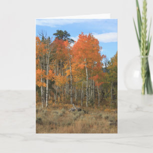 Orange Autumn Aspen All Occasion Greeting Card