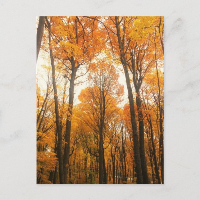 Orange Autumn Forest Postcard (Front)