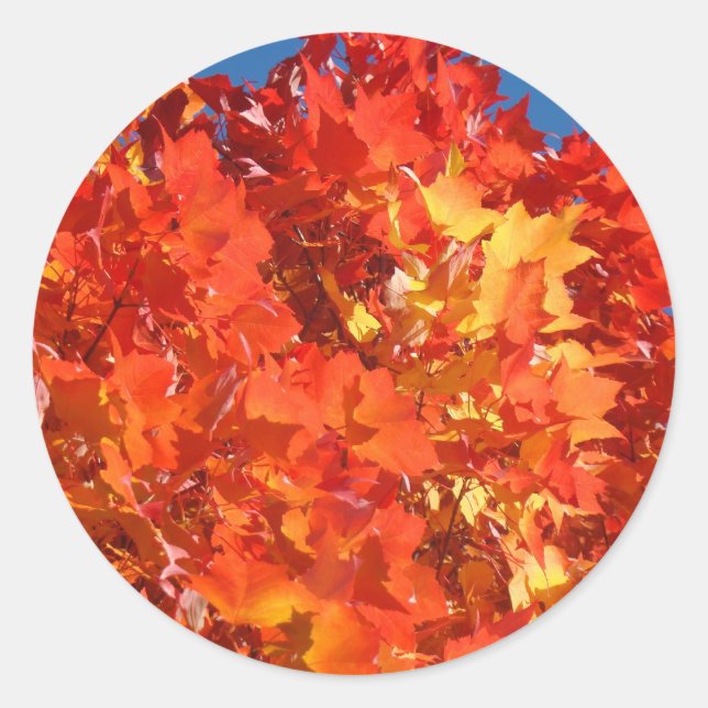 Orange Autumn Leaves stickers Fall Leaves (Front)