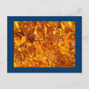 Orange Autumn Tree Leaves Post Cards postcards