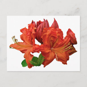 Orange Azalea Blossoms Postcard