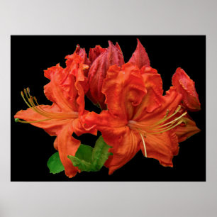 Orange Azalea Blossoms Poster