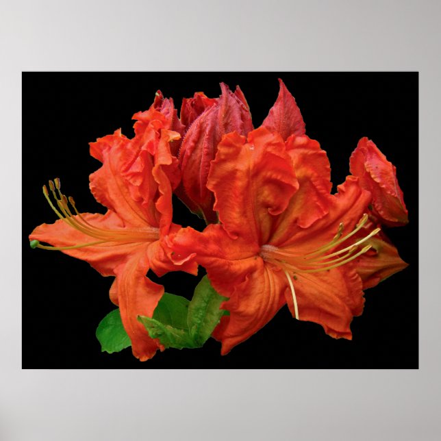 Orange Azalea Blossoms Poster (Front)