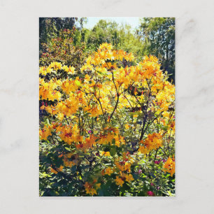 Orange Azalea Postcard