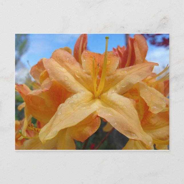 Orange Azaleas Postcard (Front)