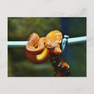 Orange Ball Python Postcard