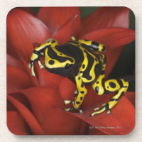 Orange banded dart frog  Dendrobates leucomelas