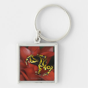 Orange banded dart frog Dendrobates leucomelas Keychain
